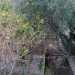 ...allinterno del quale si trova un vasto ma impraticabile giardino interno ricco di ulivi, limoni e altri arbusti